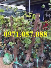 GIỐNG CÂY NHO TÍM